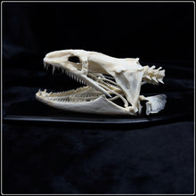 Load image into Gallery viewer, Moray Eel Skull