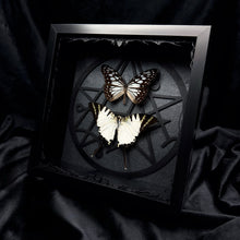 Load image into Gallery viewer, Butterfly Duo Shadow Box Frame