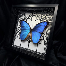 Load image into Gallery viewer, Morpho Godarti Shadow Box Frame