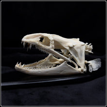 Load image into Gallery viewer, Moray Eel Skull