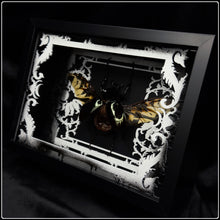 Load image into Gallery viewer, Chalcosoma Atlas Antiquity Frame