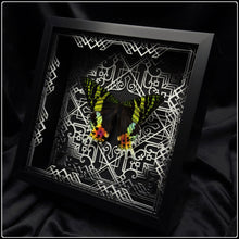 Load image into Gallery viewer, Chrysiridia rhipeus Frame