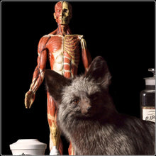 Load image into Gallery viewer, Apotheca - Limited Edition Fine Art Photographic Print