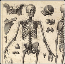 Load image into Gallery viewer, Vintage Anatomy Skeleton Diagram