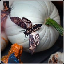 Load image into Gallery viewer, ‘Owl’ Halloween Moth Set