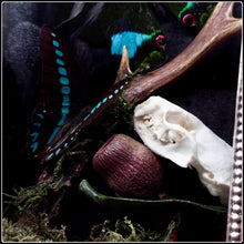 Load image into Gallery viewer, Butterflies, Roe Deer Antler & Mink Skull Shadow Box