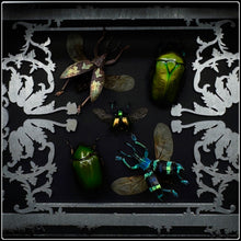 Load image into Gallery viewer, Beetle Quintet Antiquity Frame