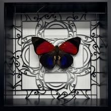 Load image into Gallery viewer, Agrias claudina lugens Shadow Box Frame