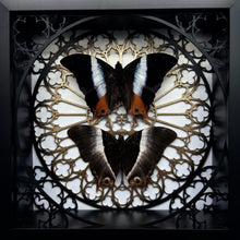 Load image into Gallery viewer, Palla Violinitens Pair Shadow Box Frame