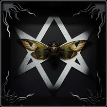 Load image into Gallery viewer, Cryptotympana aquila Unicursal Hexagram Frame