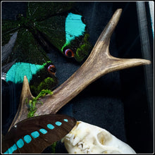 Load image into Gallery viewer, Butterflies, Roe Deer Antler & Mink Skull Shadow Box