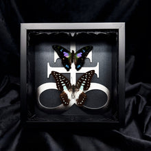Load image into Gallery viewer, Butterfly Duo Shadow Box Frame