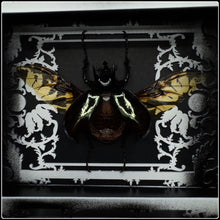 Load image into Gallery viewer, Chalcosoma Atlas Antiquity Frame