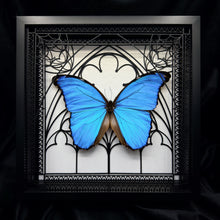 Load image into Gallery viewer, Morpho Godarti Shadow Box Frame