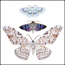 Load image into Gallery viewer, ‘Witch’ Halloween Moth Set