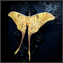 Load image into Gallery viewer, Actias groenendaeli acutapex Moth Frame
