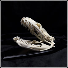 Load image into Gallery viewer, Indian Rock Python Skull