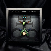 Load image into Gallery viewer, Beetle Trio Shadow Box Frame