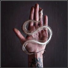 Load image into Gallery viewer, ‘Temptress’ Snake Skeleton