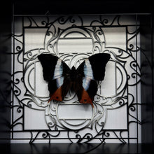 Load image into Gallery viewer, Palla Violinitens Shadow Box Frame