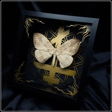 Load image into Gallery viewer, Eupterote asclepiades Exaltus Frame