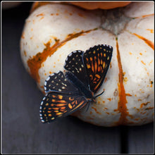 Load image into Gallery viewer, ‘Owl’ Halloween Moth Set