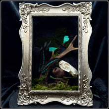 Load image into Gallery viewer, Butterflies, Roe Deer Antler & Mink Skull Shadow Box