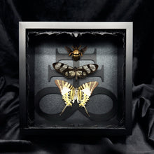 Load image into Gallery viewer, Butterfly and Beetle Trio Shadow Box Frame