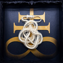 Load image into Gallery viewer, Knotted Viper Skeleton Shadow Box Frame