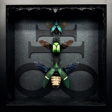 Load image into Gallery viewer, Beetle Trio Shadow Box Frame