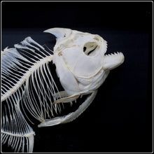 Load image into Gallery viewer, Mythical Sea Serpent - ‘Leviathan’