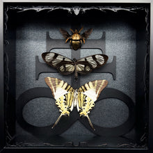 Load image into Gallery viewer, Butterfly and Beetle Trio Shadow Box Frame