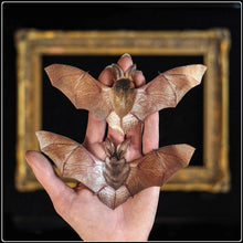 Load image into Gallery viewer, ‘Nocturne’ Bat & Bat Skeleton Set