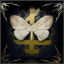 Load image into Gallery viewer, Eupterote asclepiades Exaltus Frame