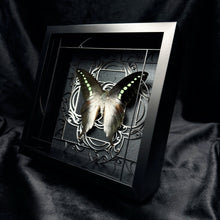 Load image into Gallery viewer, Graphium Codrus Shadow Box Frame