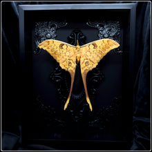 Load image into Gallery viewer, Actias groenendaeli acutapex Moth Frame
