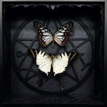Load image into Gallery viewer, Butterfly Duo Shadow Box Frame