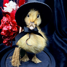 Load image into Gallery viewer, Witch Duckling - ‘Salem’
