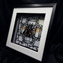 Load image into Gallery viewer, Odontolabis dalmanni Shadow Box Frame