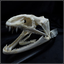 Load image into Gallery viewer, Moray Eel Skull
