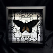 Load image into Gallery viewer, Atrophaneura dixoni Shadow Box Frame