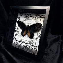 Load image into Gallery viewer, Atrophaneura dixoni Shadow Box Frame