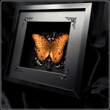 Load image into Gallery viewer, Vindula arsinoe Butterfly Shadow Box

