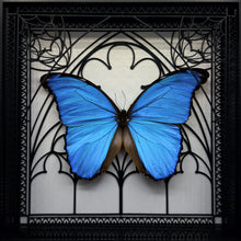 Load image into Gallery viewer, Morpho Godarti Shadow Box Frame