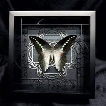 Load image into Gallery viewer, Graphium Codrus Shadow Box Frame