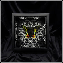 Load image into Gallery viewer, Chrysiridia rhipeus Frame