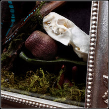 Load image into Gallery viewer, Butterflies, Roe Deer Antler & Mink Skull Shadow Box