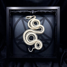 Load image into Gallery viewer, Coiled Viper Skeleton Shadow Box Frame