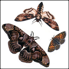 Load image into Gallery viewer, ‘Owl’ Halloween Moth Set