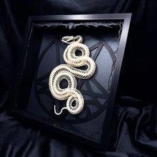 Load image into Gallery viewer, Coiled Viper Skeleton Shadow Box Frame